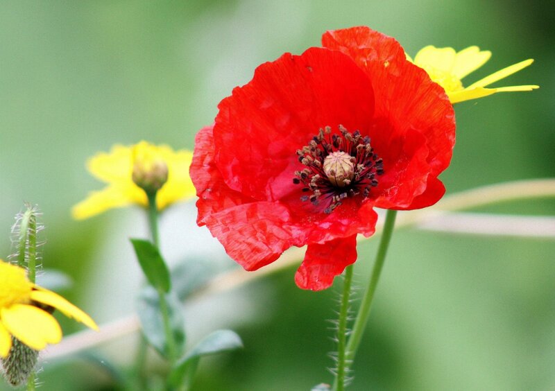 Red Poppy Flower — Natural, Spring, Photograph, Yellow Flowers