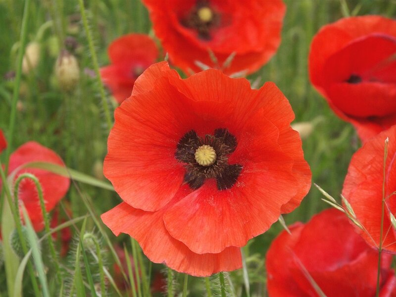 Red Poppy Flower — Natural, Spring