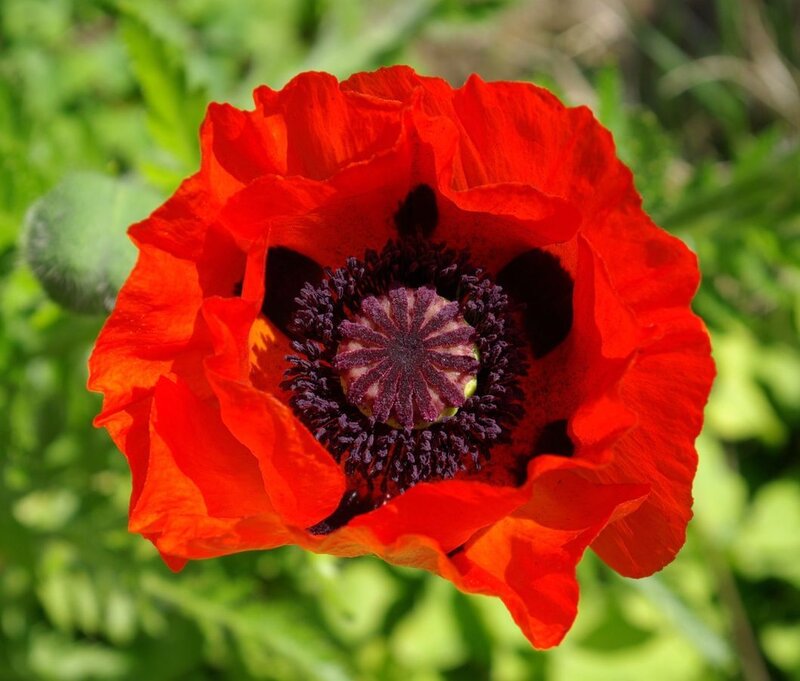 Red Poppy Flower — Natural