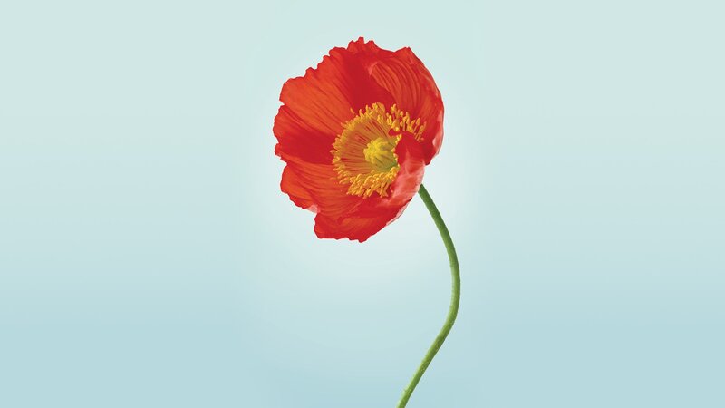 Red poppy flower on blue background