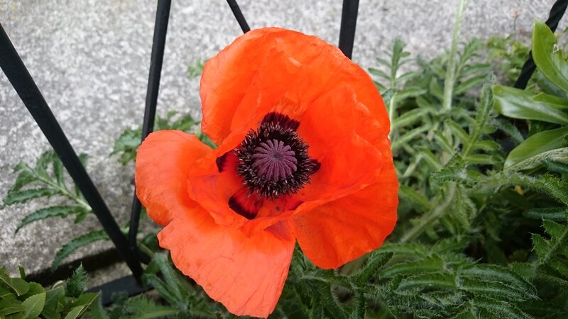 Red Poppy Flower — Orange, Calm