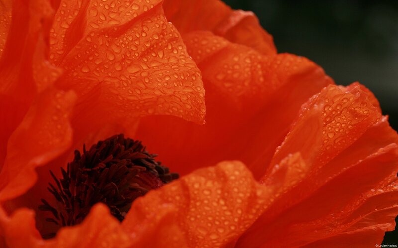 Red Poppy Flower — Orange, Dramatic, Photograph