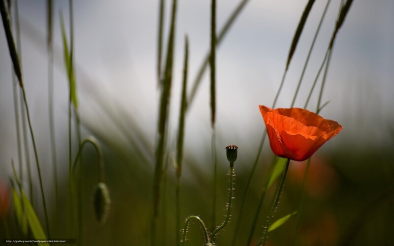 Red Poppy Flower — Orange, Serene, Afternoon