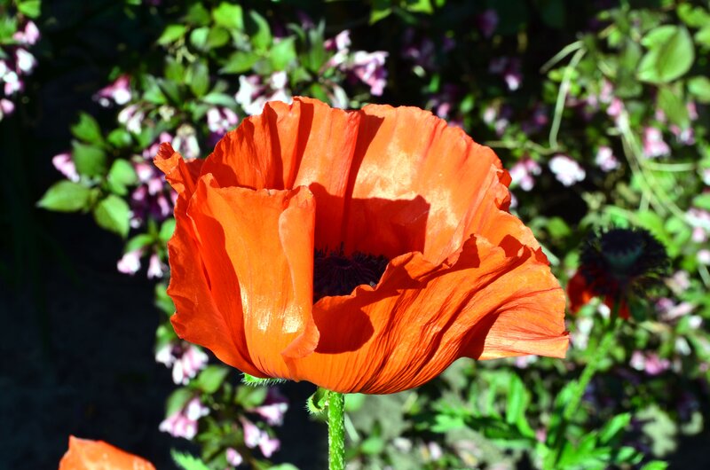 Red Poppy Flower — Orange, Serene