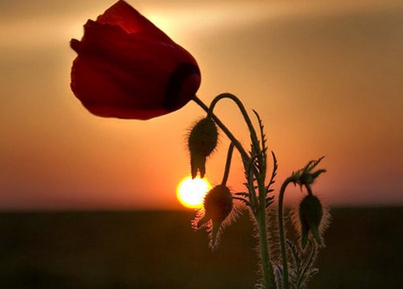 Red Poppy Flower — Orange