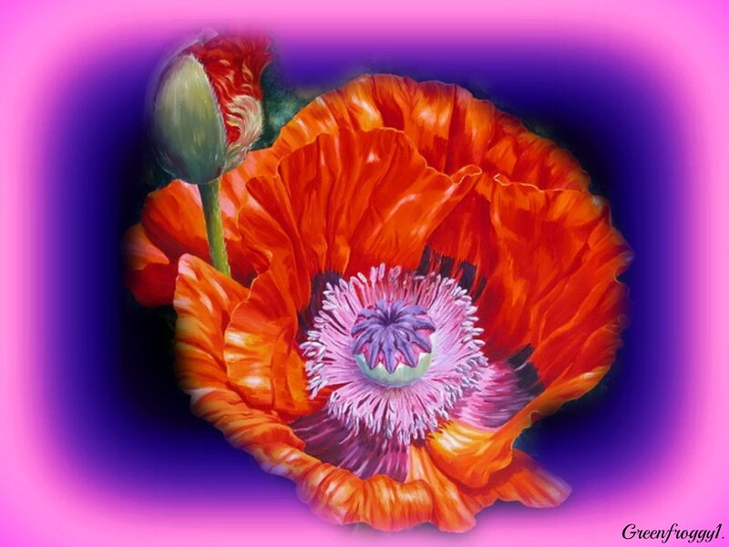 Red Poppy Flower — Orange, Vibrant, Digital Art