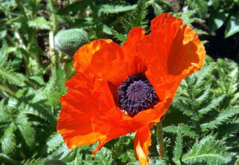 Red Poppy Flower — Orange, Vibrant