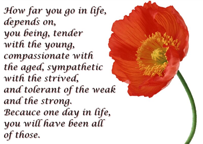Red Poppy Flower — Reflective