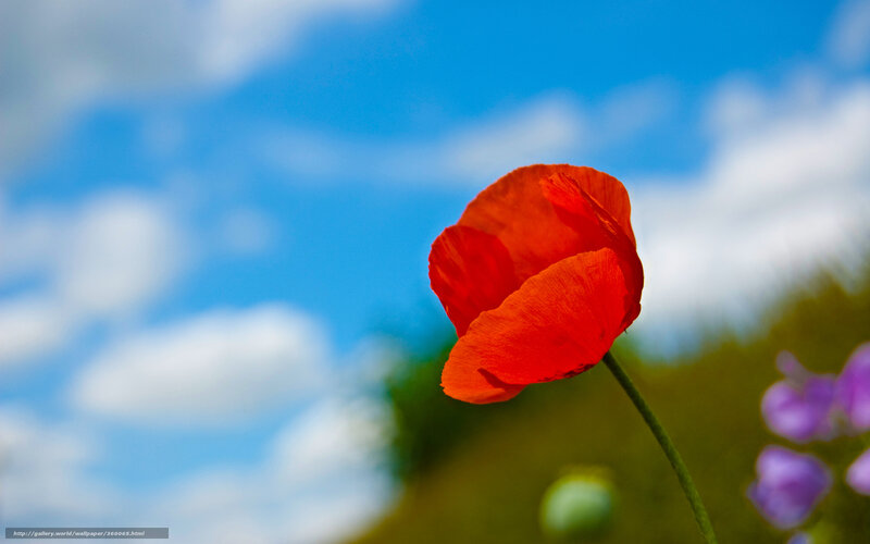 Red Poppy Flower — Serene, Afternoon, Photograph, Blue Sky
