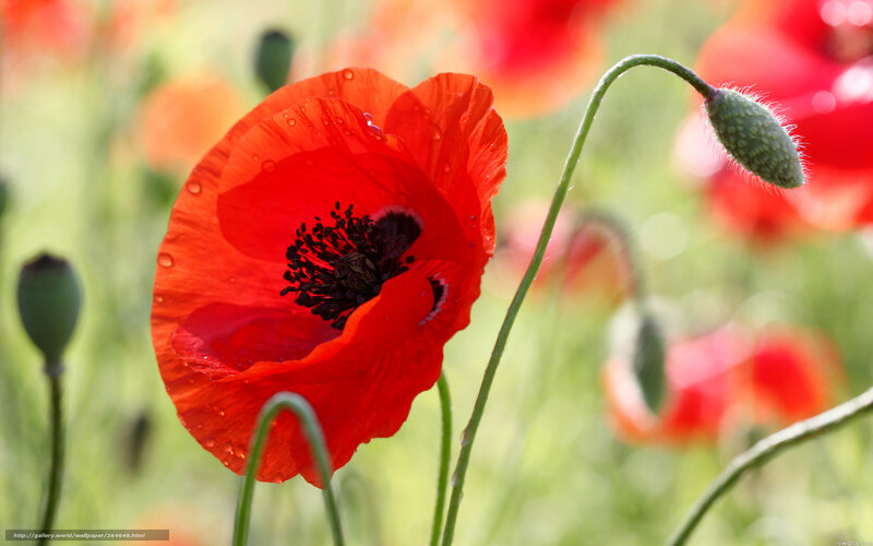 Red Poppy Flower — Serene, Afternoon, Photograph, Bud, Stem, Drops