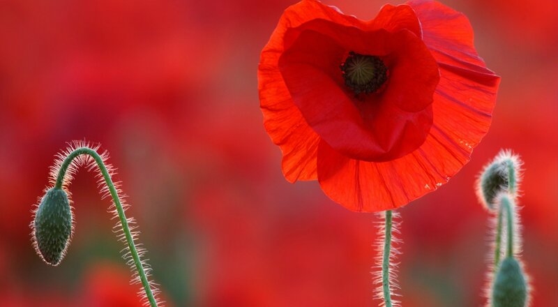 Red Poppy Flower — Serene, Afternoon, Photograph, Bud, Stem, Field