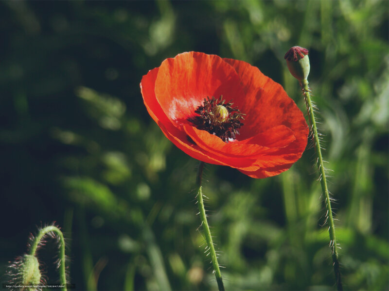 Red Poppy Flower — Serene, Afternoon, Photograph, Bud, Stem, Greenery