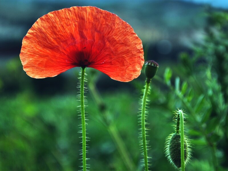 Red Poppy Flower — Serene, Afternoon, Photograph, Bud, Stem