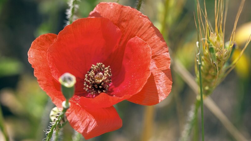 Red Poppy Flower — Serene, Afternoon, Photograph, Bud, Wheat, Grass