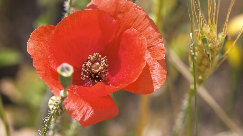 Red Poppy Flower — Serene, Afternoon, Photograph, Bud, Wheat