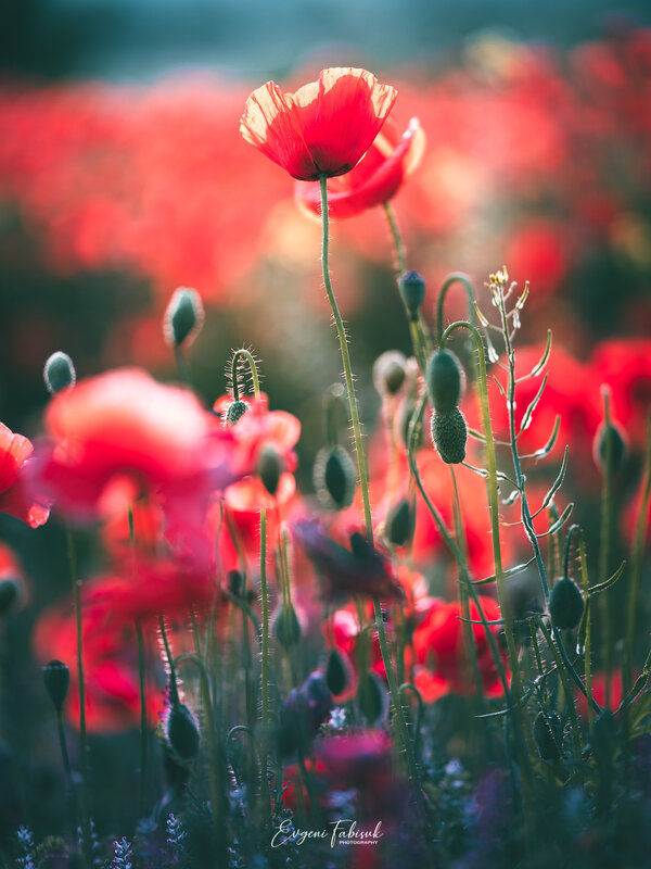 Red Poppy Flower — Serene, Afternoon, Photograph, Buds, Field