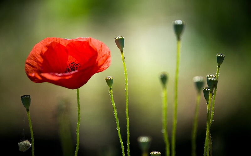 Red Poppy Flower — Serene, Afternoon, Photograph, Buds, Stems