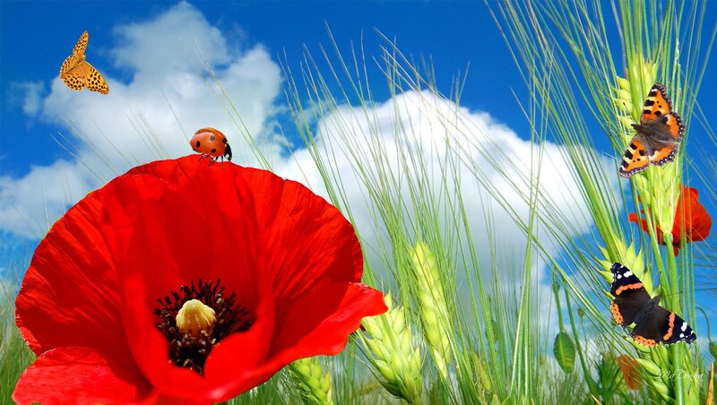 Red Poppy Flower — Serene, Afternoon, Photograph, Butterfly