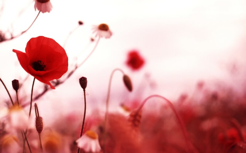Red Poppy Flower — Serene, Afternoon, Photograph, Daisies, Buds