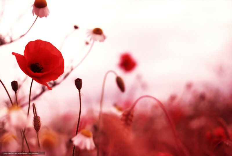 Red Poppy Flower — Serene, Afternoon, Photograph, Daisies