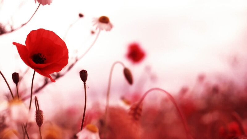 Red Poppy Flower — Serene, Afternoon, Photograph, Daisy