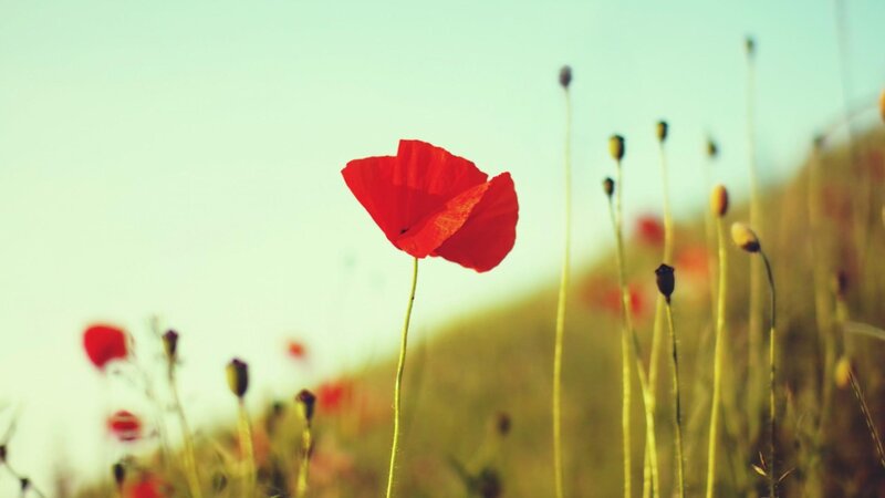 Red Poppy Flower — Serene, Afternoon, Photograph, Field, Buds