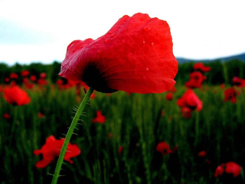 Red Poppy Flower — Serene, Afternoon, Photograph, Field, Green Grass, Mountains