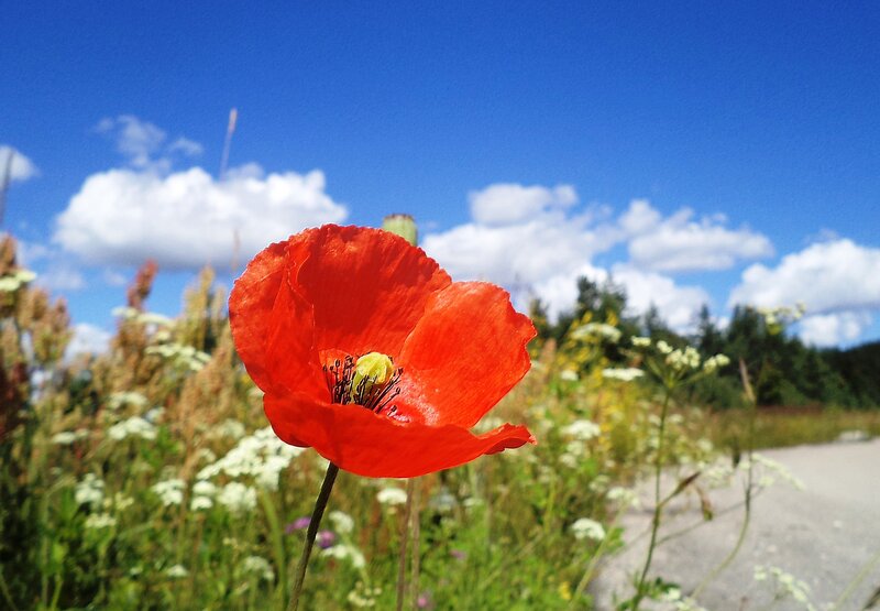 Red Poppy Flower — Serene, Afternoon, Photograph, Field, Sky, Clouds