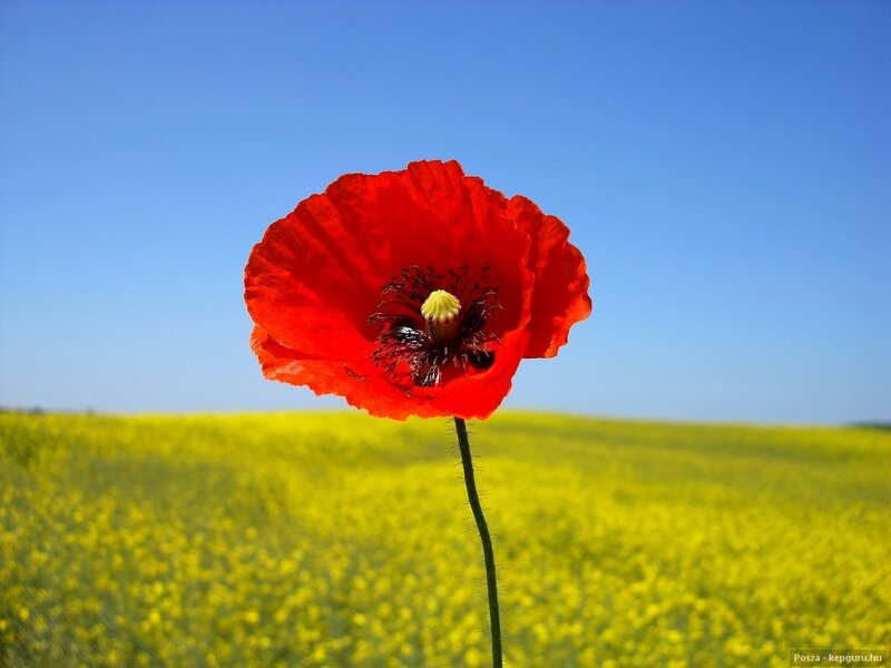 Red Poppy Flower — Serene, Afternoon, Photograph, Field, Sky, Stem