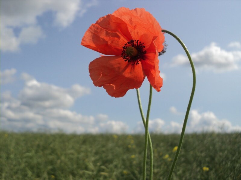 Red Poppy Flower — Serene, Afternoon, Photograph, Field, Sky