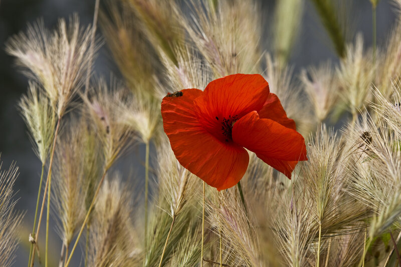Red Poppy Flower — Serene, Afternoon, Photograph, Grass, Bee
