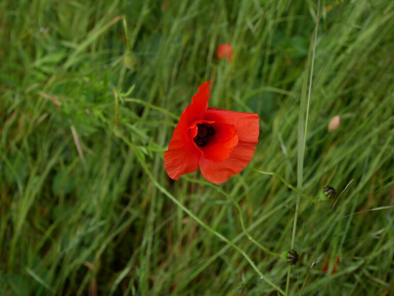 Red Poppy Flower — Serene, Afternoon, Photograph, Grass, Bud