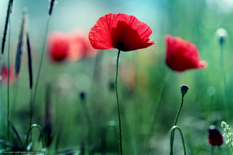 Red Poppy Flower — Serene, Afternoon, Photograph, Grass, Buds, Field