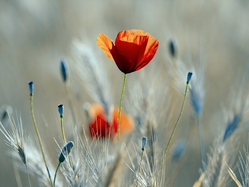 Red Poppy Flower — Serene, Afternoon, Photograph, Grass, Buds