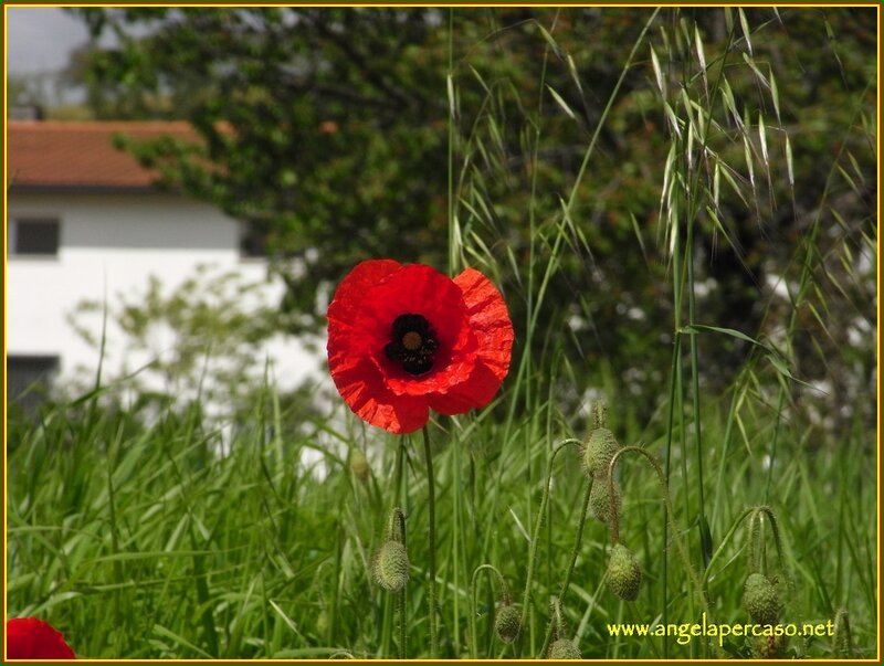 Red Poppy Flower — Serene, Afternoon, Photograph, Grass, Building