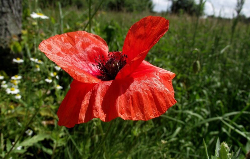 Red Poppy Flower — Serene, Afternoon, Photograph, Grass, Daisies