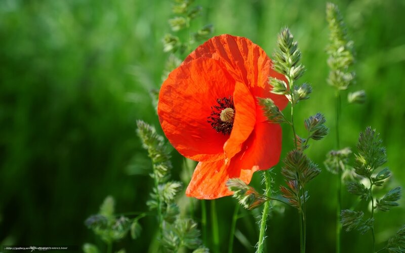 Red Poppy Flower — Serene, Afternoon, Photograph, Grass, Field, Sunlight