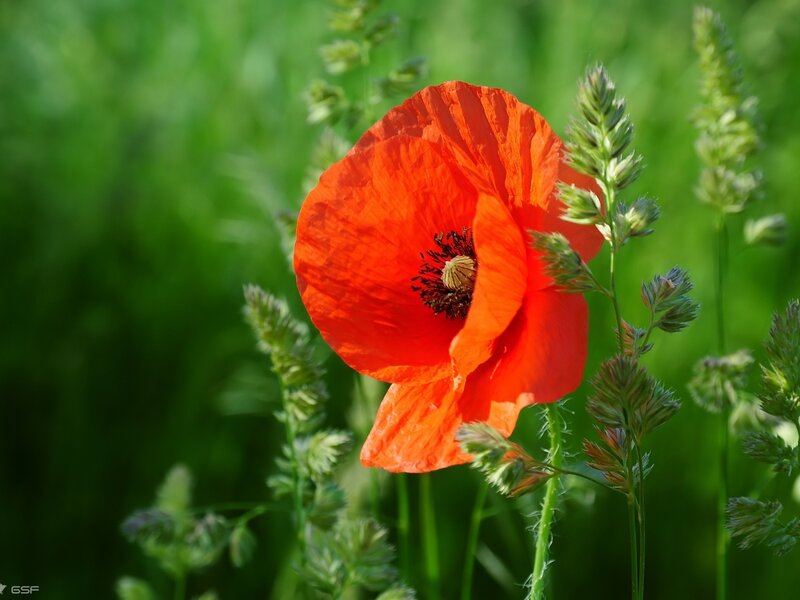 Red Poppy Flower — Serene, Afternoon, Photograph, Grass, Greenery