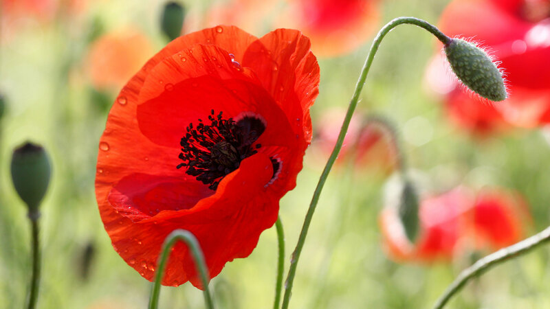 Red Poppy Flower — Serene, Afternoon, Photograph, Green Bud