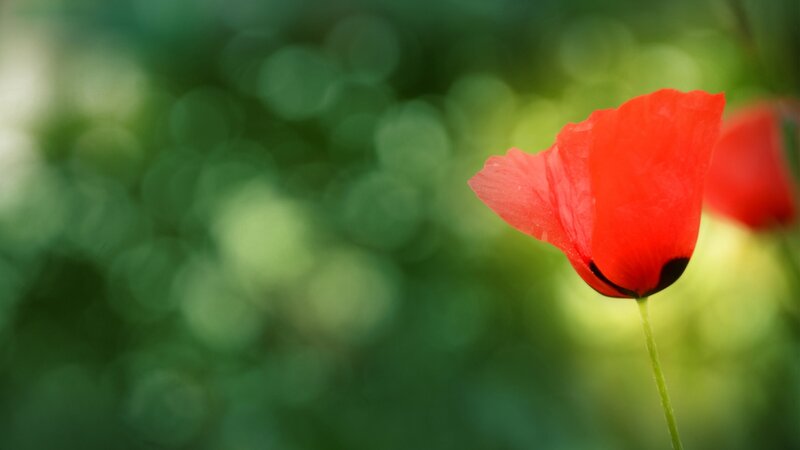 Red Poppy Flower — Serene, Afternoon, Photograph, Green Foliage
