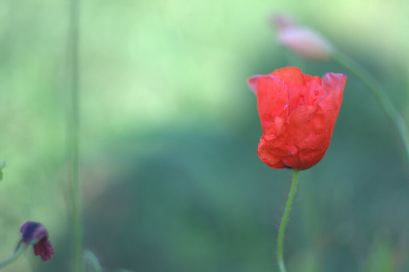 Red Poppy Flower — Serene, Afternoon, Photograph, Green Grass, Bud