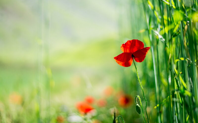 Red Poppy Flower — Serene, Afternoon, Photograph, Green Grass