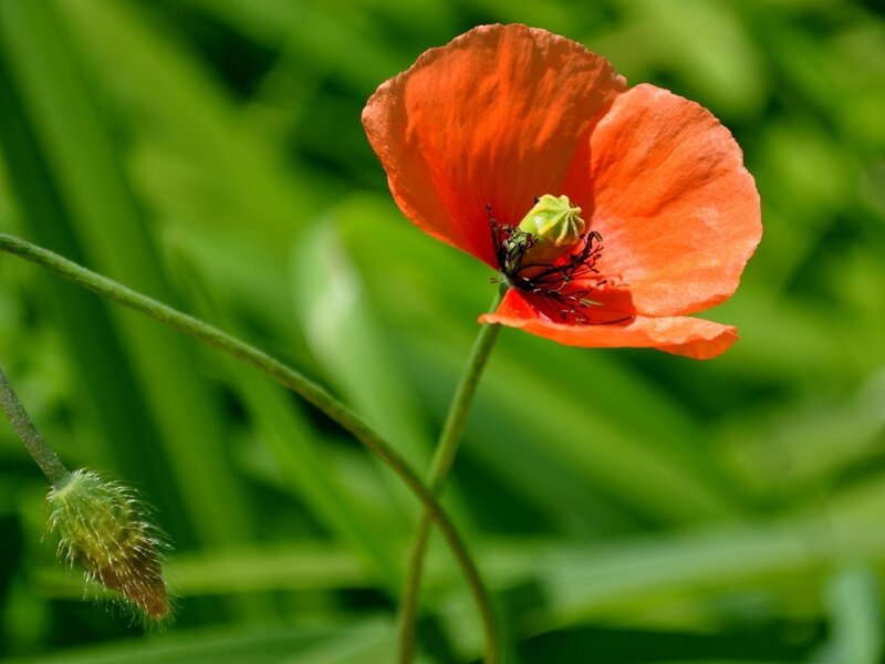 Red Poppy Flower — Serene, Afternoon, Photograph, Green Stem