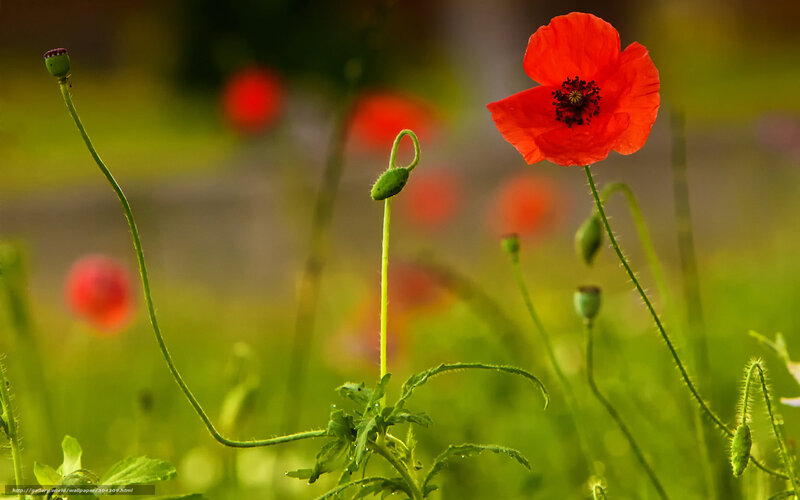 Red Poppy Flower — Serene, Afternoon, Photograph, Green Stems