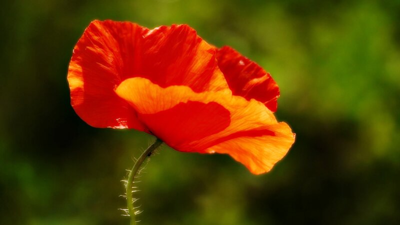 Red Poppy Flower — Serene, Afternoon, Photograph, Stem, Green Background