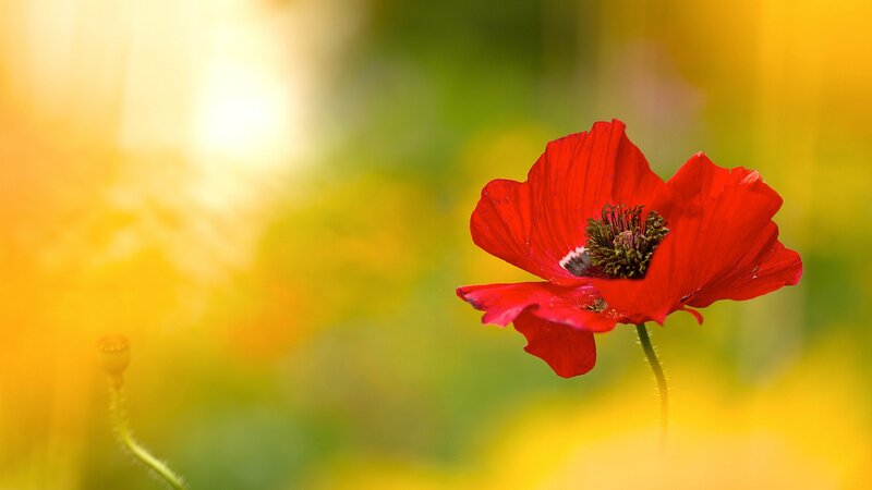 Red Poppy Flower — Serene, Afternoon, Photograph, Sunlight, Greenery
