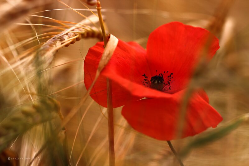 Red Poppy Flower — Serene, Afternoon, Photograph, Wheat, Field