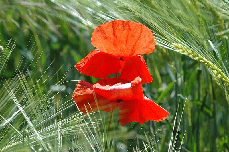 Red Poppy Flower — Serene, Afternoon, Photograph, Wheat