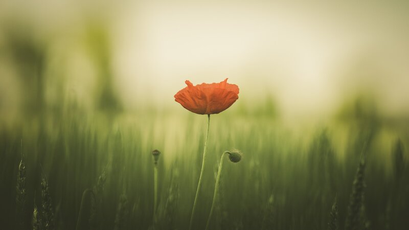 Red Poppy Flower — Serene, Morning, Photograph, Green Grass