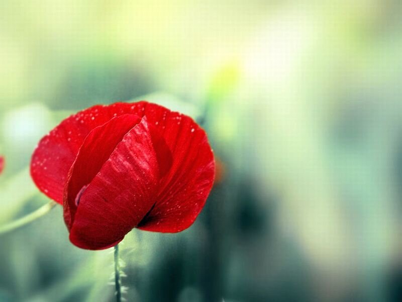 Red Poppy Flower — Serene, Morning